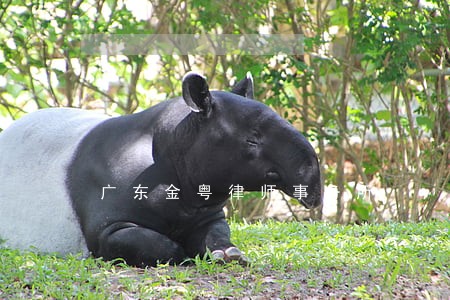 广东金粤律师事务所 广东金粤律师事务所