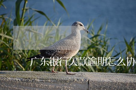 广东银行欠款逾期怎么协商 广东银行欠款逾期怎么协商