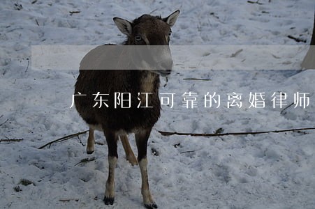 广东阳江可靠的离婚律师 广东阳江可靠的离婚律师
