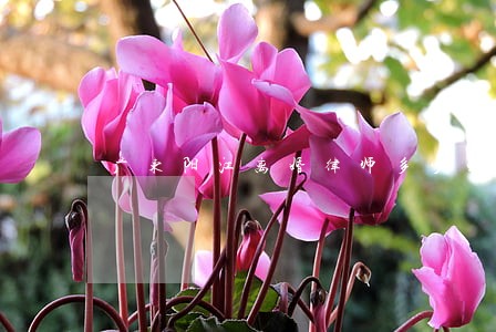 广东阳江离婚律师多少钱 广东阳江离婚律师多少钱