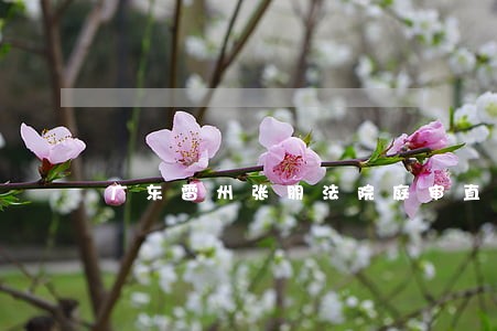 广东雷州张朋法院庭审直播