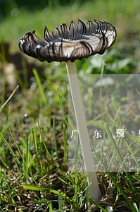 广东预见律师事务所律师 广东预见律师事务所律师