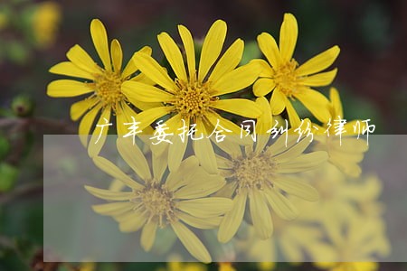 广丰委托合同纠纷律师 广丰委托合同纠纷律师