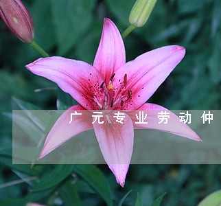 广元专业劳动仲裁律师排行榜 广元专业劳动仲裁律师排行榜