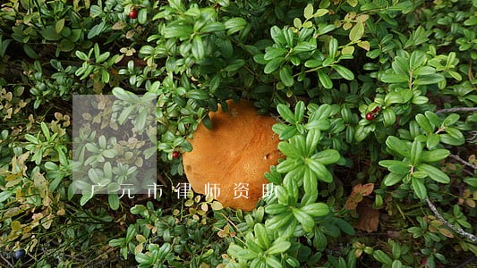 广元市律师资助 广元市律师资助