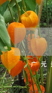 广元遗产继承律师 广元遗产继承律师