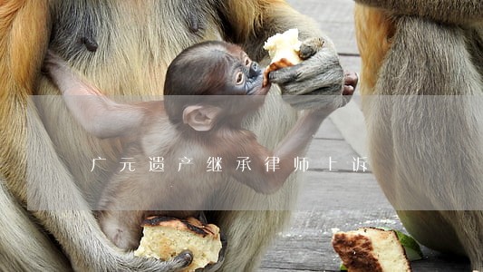 广元遗产继承律师上诉 广元遗产继承律师上诉