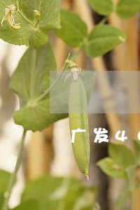 广发40万逾期 广发40万逾期