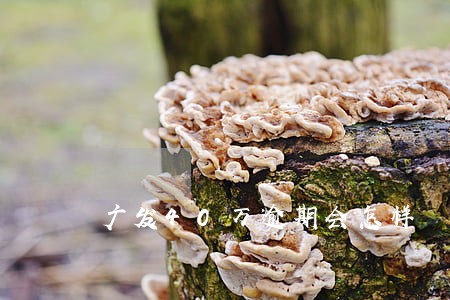广发40万逾期会怎样 广发40万逾期会怎样