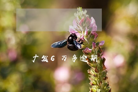 广发6万多逾期