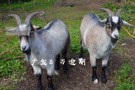 广发8万逾期 广发8万逾期