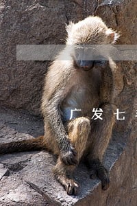 广发七毛钱逾期12天 广发七毛钱逾期12天