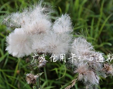 广发信用卡3万逾期半月 广发信用卡3万逾期半月
