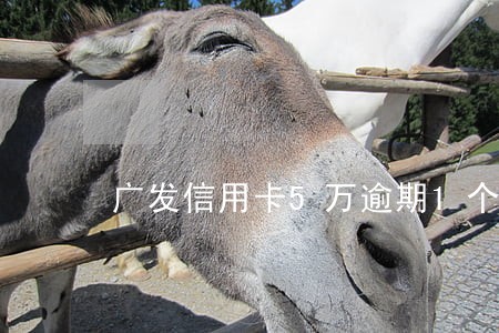 广发信用卡5万逾期1个月多钱