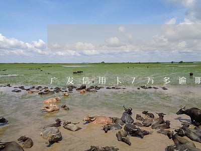 广发信用卡7万多逾期