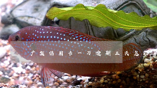 广发信用卡一万逾期三天怎么算 广发信用卡一万逾期三天怎么算