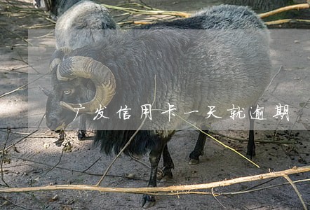广发信用卡一天就逾期 广发信用卡一天就逾期
