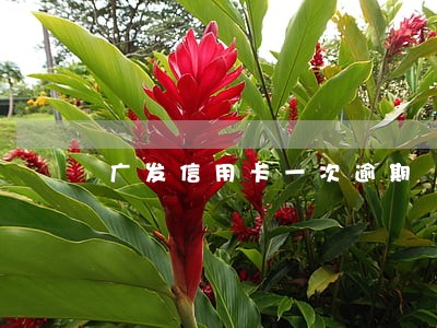广发信用卡一次逾期 广发信用卡一次逾期