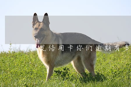 广发信用卡你们逾期有多久