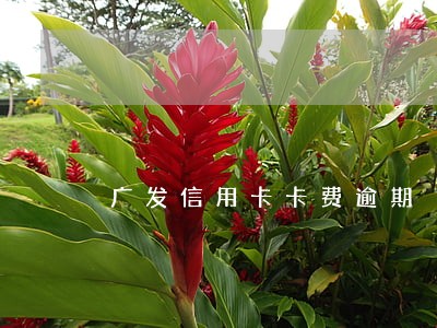广发信用卡卡费逾期 广发信用卡卡费逾期