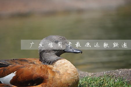 广发信用卡最低还款额逾期 广发信用卡最低还款额逾期