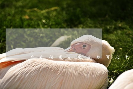 广发信用卡有逾期可以申请提额吗