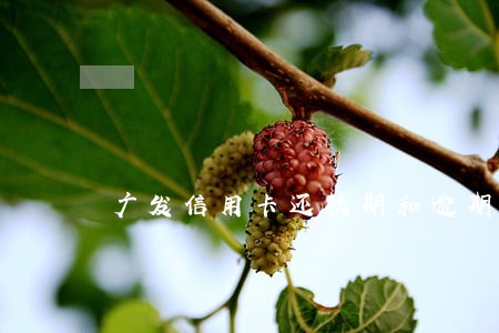 广发信用卡还款期和逾期 广发信用卡还款期和逾期