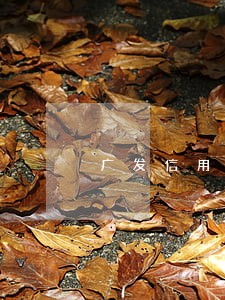 广发信用卡逾期10万50天 广发信用卡逾期10万50天