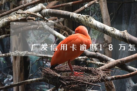 广发信用卡逾期18万怎么处理 广发信用卡逾期18万怎么处理