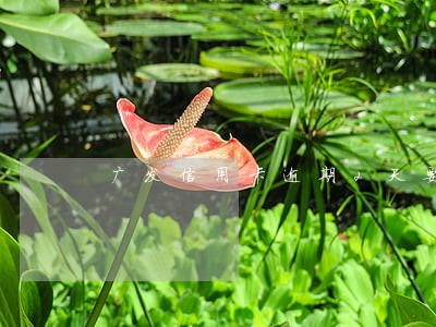 广发信用卡逾期2天要紧吗