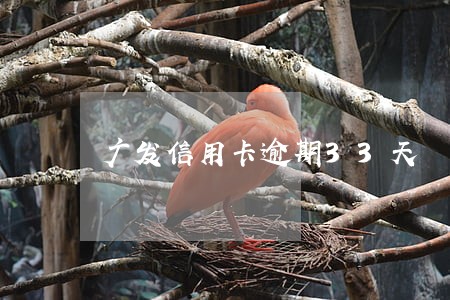 广发信用卡逾期33天