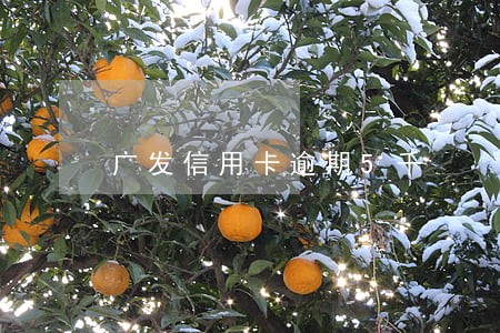 广发信用卡逾期5千 广发信用卡逾期5千
