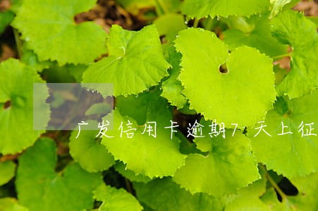 广发信用卡逾期7天上征信吗 广发信用卡逾期7天上征信吗