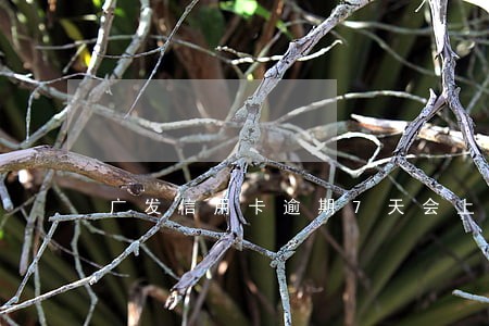 广发信用卡逾期7天会上门吗 广发信用卡逾期7天会上门吗