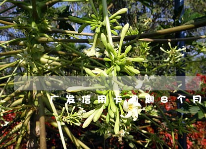 广发信用卡逾期8个月后果 广发信用卡逾期8个月后果