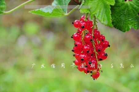 广发信用卡逾期8千怎么停息 广发信用卡逾期8千怎么停息