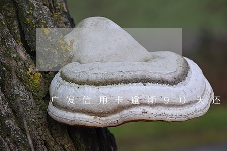 广发信用卡逾期90天还款活动
