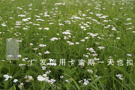 广发信用卡逾期一天也扣钱