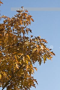 广发信用卡逾期一天利息
