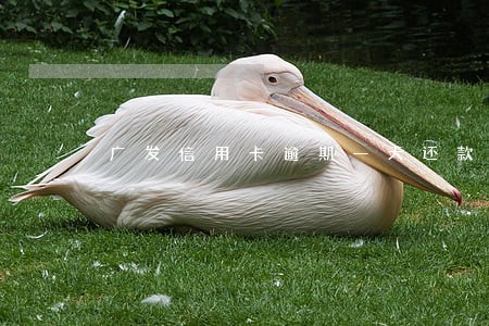 广发信用卡逾期一天还款最低 广发信用卡逾期一天还款最低
