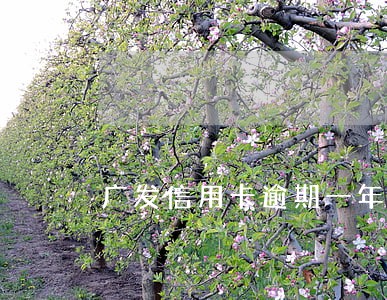 广发信用卡逾期一年6 广发信用卡逾期一年6