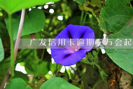 广发信用卡逾期三万会起诉吗 广发信用卡逾期三万会起诉吗