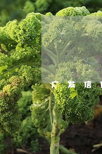 广发信用卡逾期三天打电话