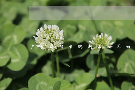 广发信用卡逾期三天算吗 广发信用卡逾期三天算吗