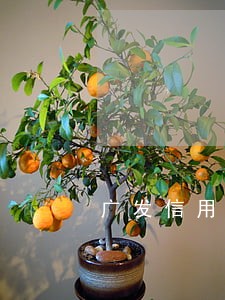 广发信用卡逾期不给给协商