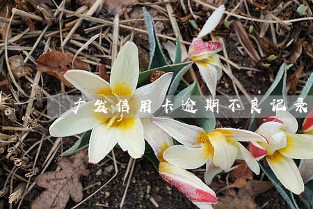 广发信用卡逾期不良记录怎么消除