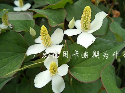 广发信用卡逾期为什么是经侦科 广发信用卡逾期为什么是经侦科