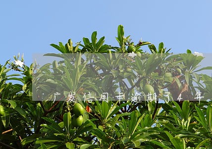 广发信用卡逾期了4年了 广发信用卡逾期了4年了