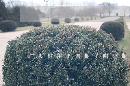 广发信用卡逾期了哪分期还吗