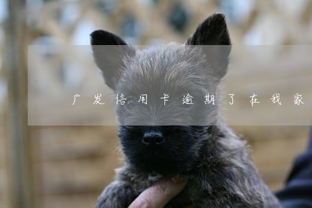 广发信用卡逾期了在我家门 广发信用卡逾期了在我家门